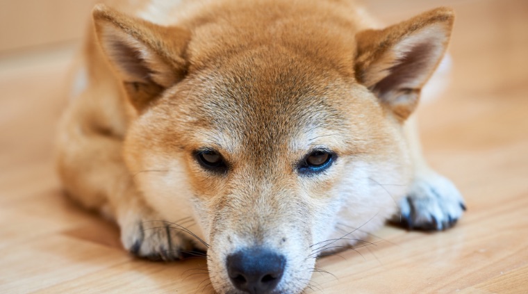 写真：家の中でくつろぐ芝犬